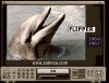 FLIPPER.gif (80958 bytes)