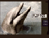 FLIPPER.gif (80958 bytes)
